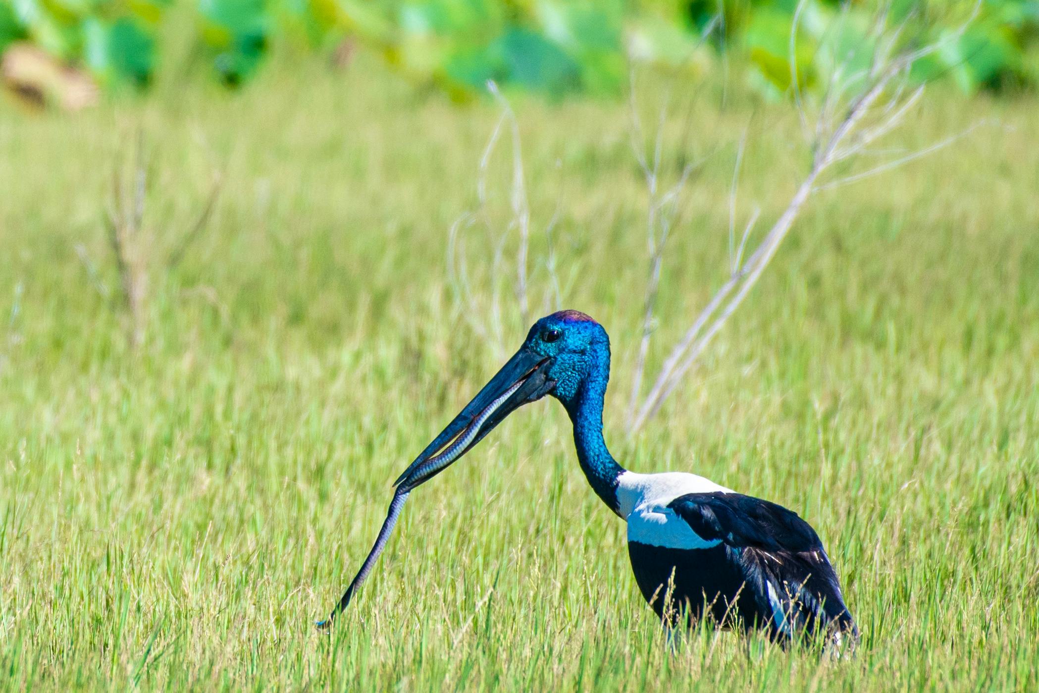 big bird eating snake