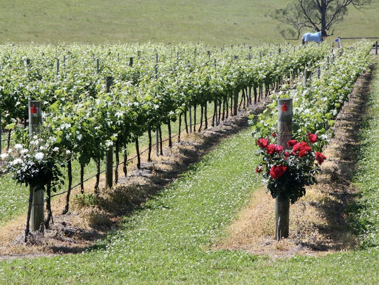 A rosebush at the beginning of the row of vines indicates the type of grape growing there