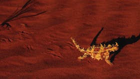 Thorny devil, Uluru-Kata Tjuta National Park
