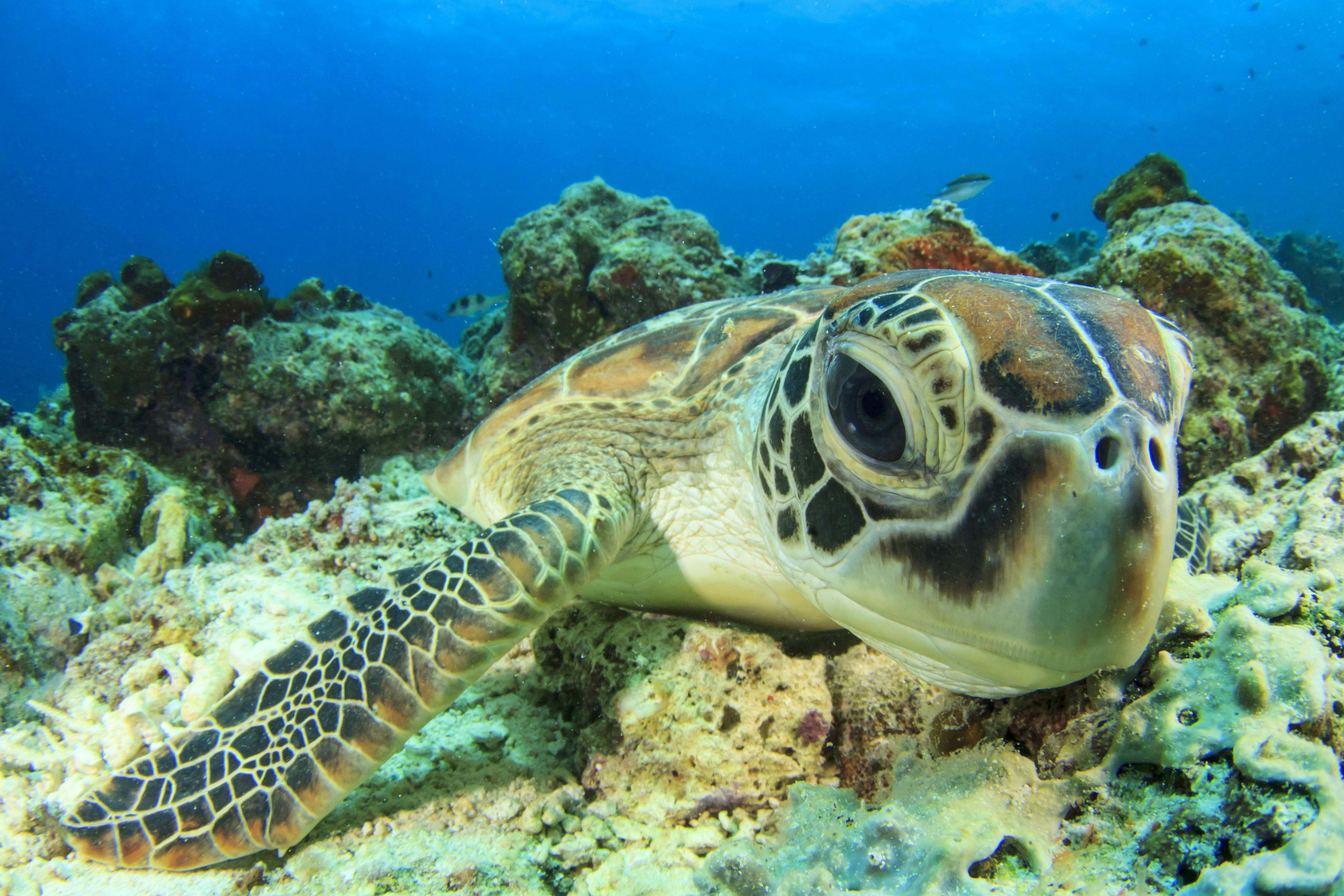Resident Green Turtle