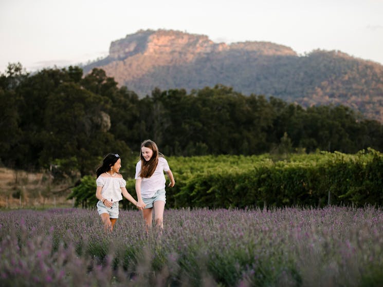 Kids running through the fields of lavender at Hunter Lavender Farm