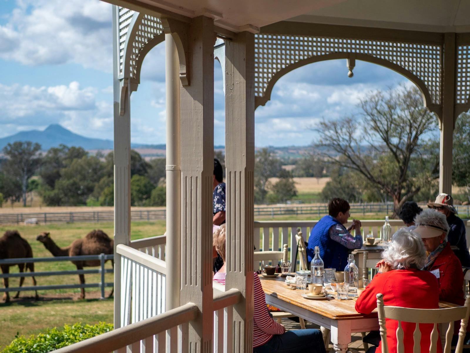 Paddock to Plate Experience