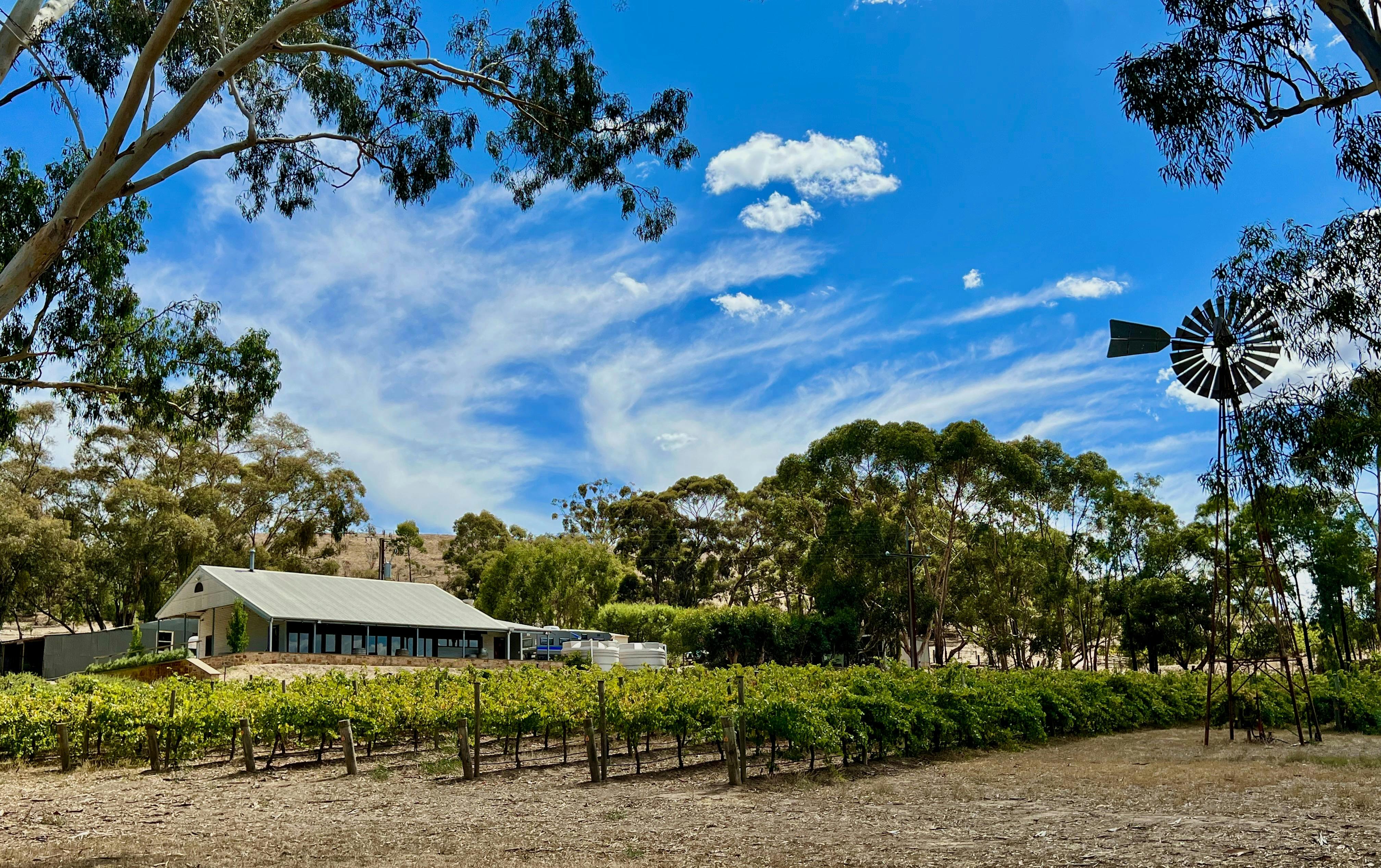The Curly Goose overlooking the vineyard