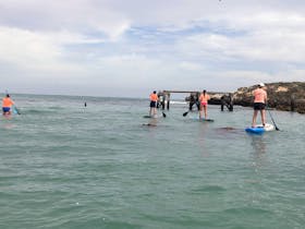 Group of paddlers, paddling towards Penguin Island on a tour adventure, over clear blue waters