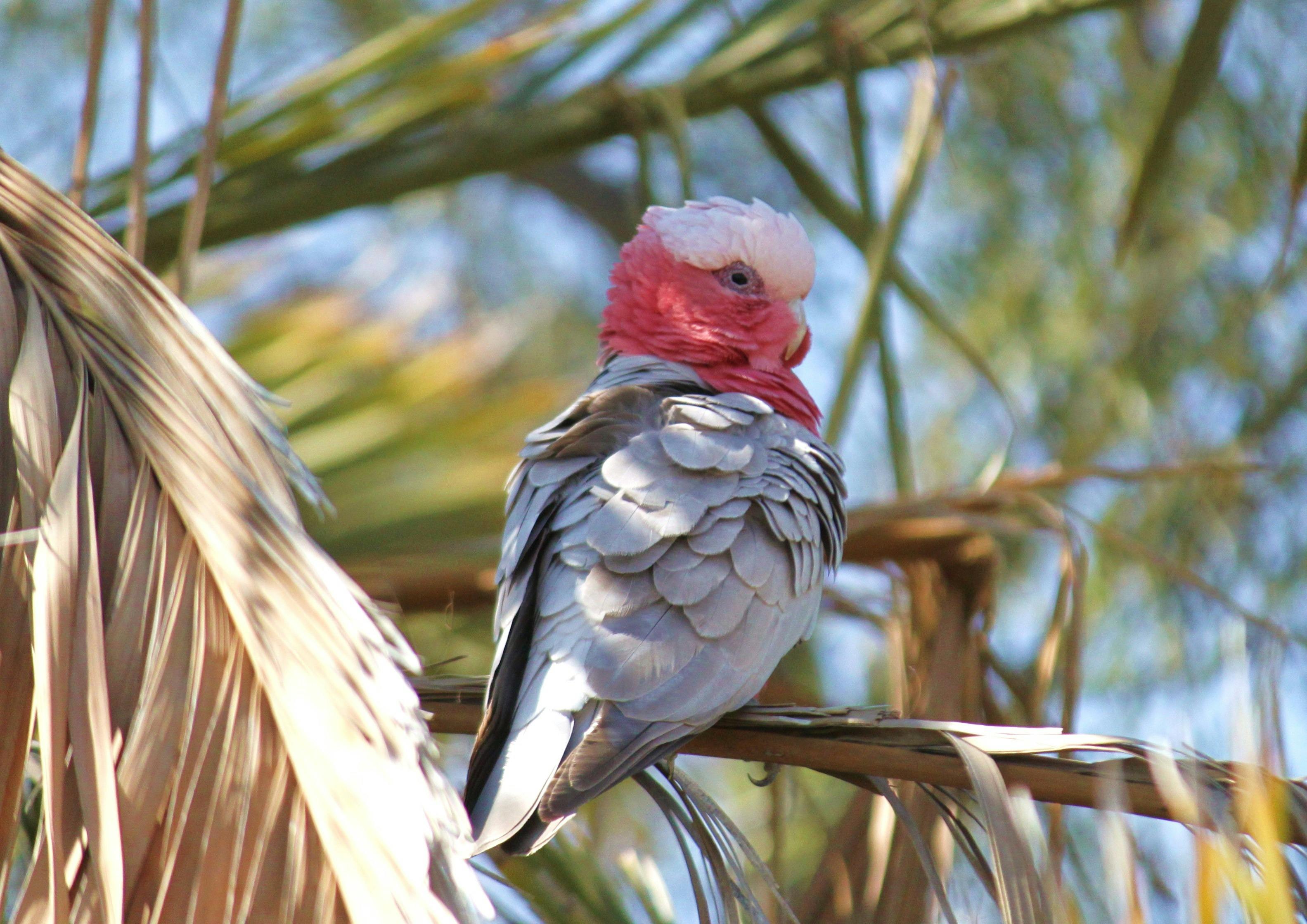 Galah at Coward Springs