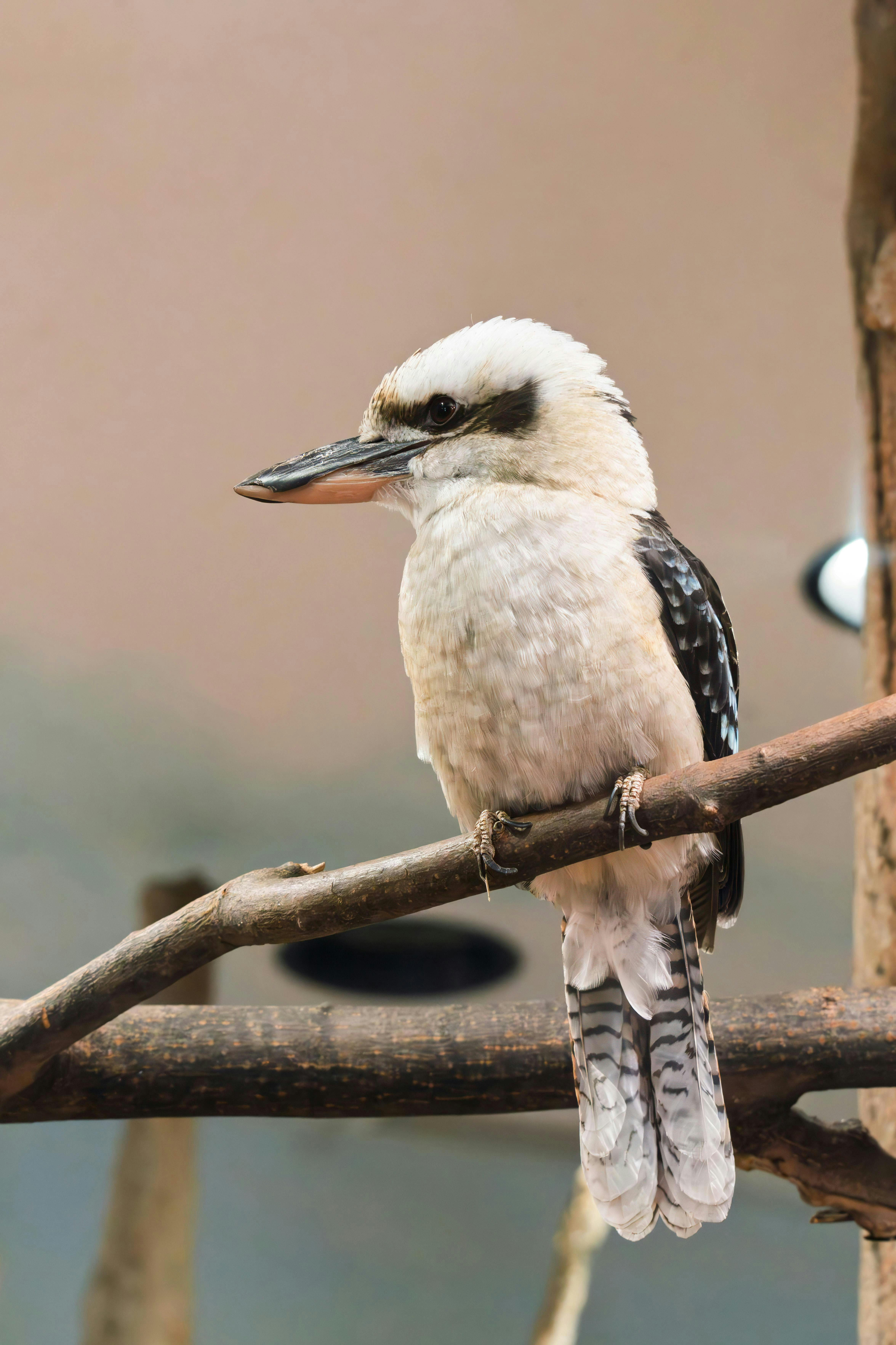 Bach Akademie Australia - Bach: A life in music edit - Huskisson performance