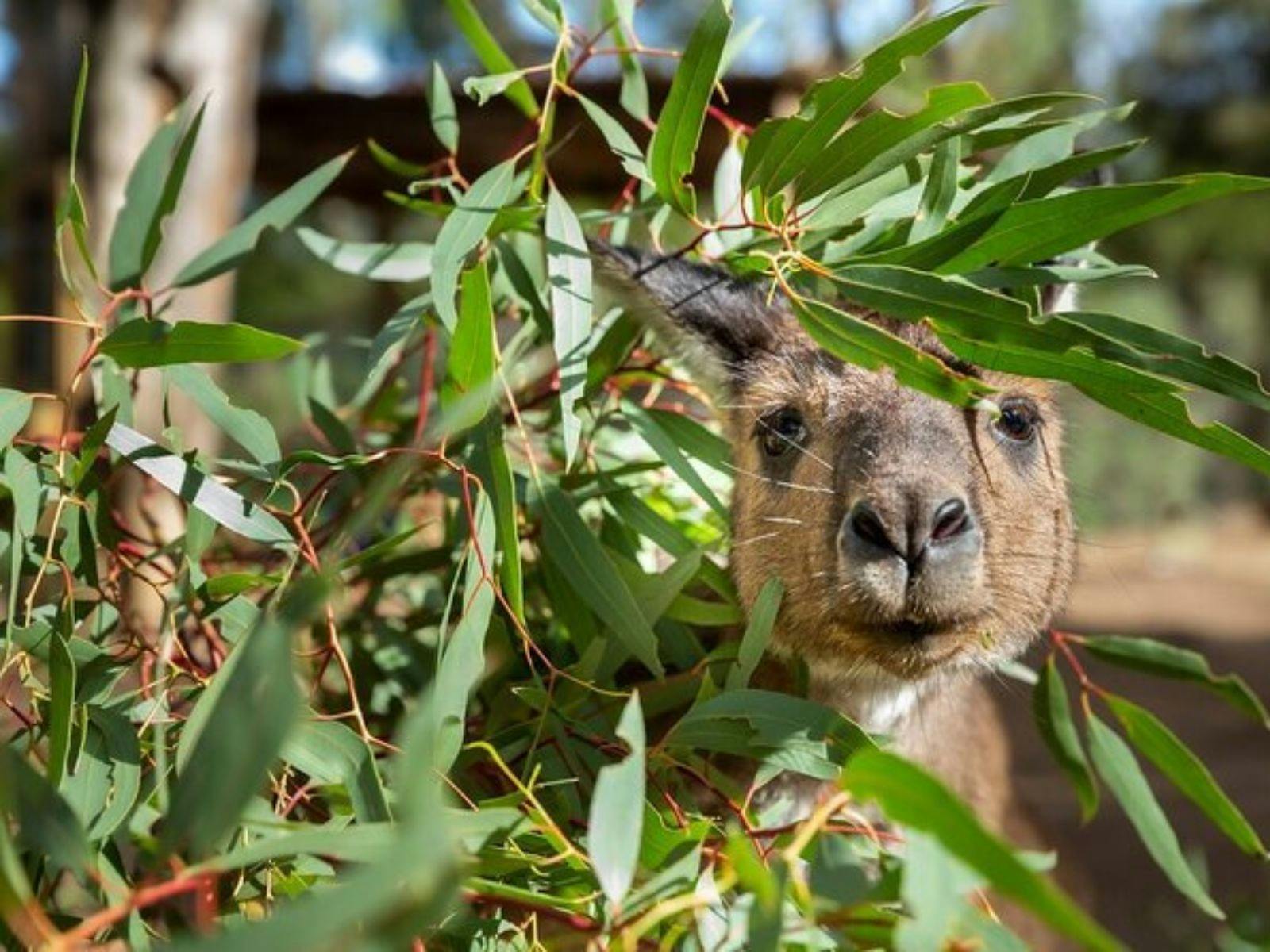 See Chimbu the Tree Kangaroo at Healesville Sanctuary