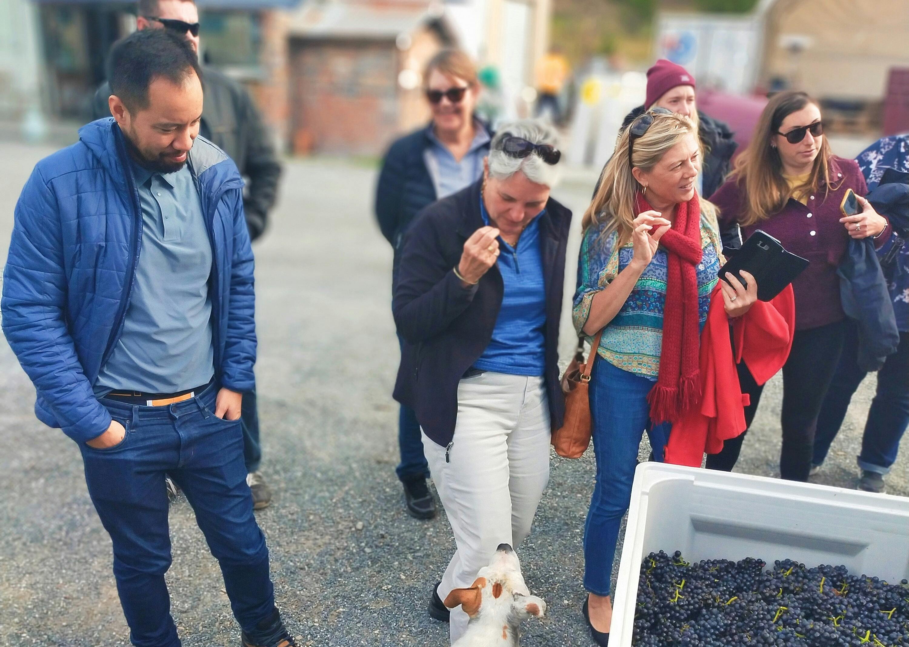 Visitors on the tour tasting some Pinot Noir grapes!