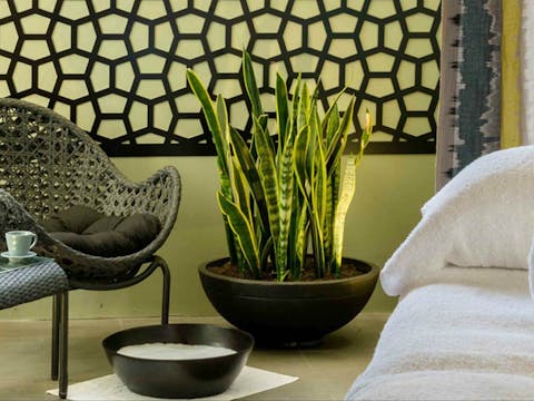 Spa Anise - Spicers Vineyards Estate