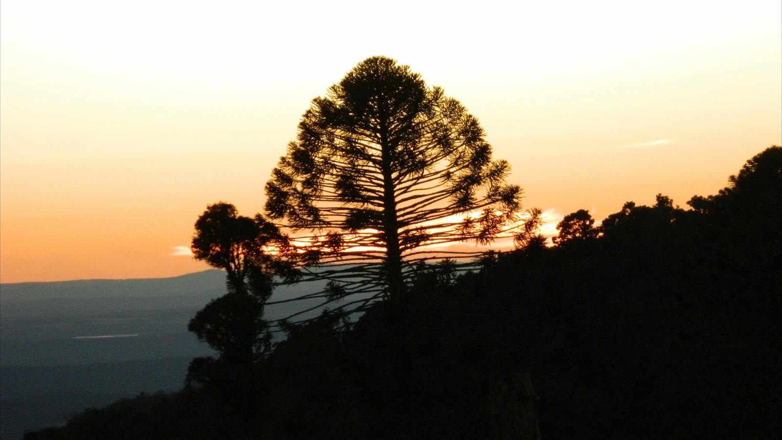 Brisbane to Bunya Mountains