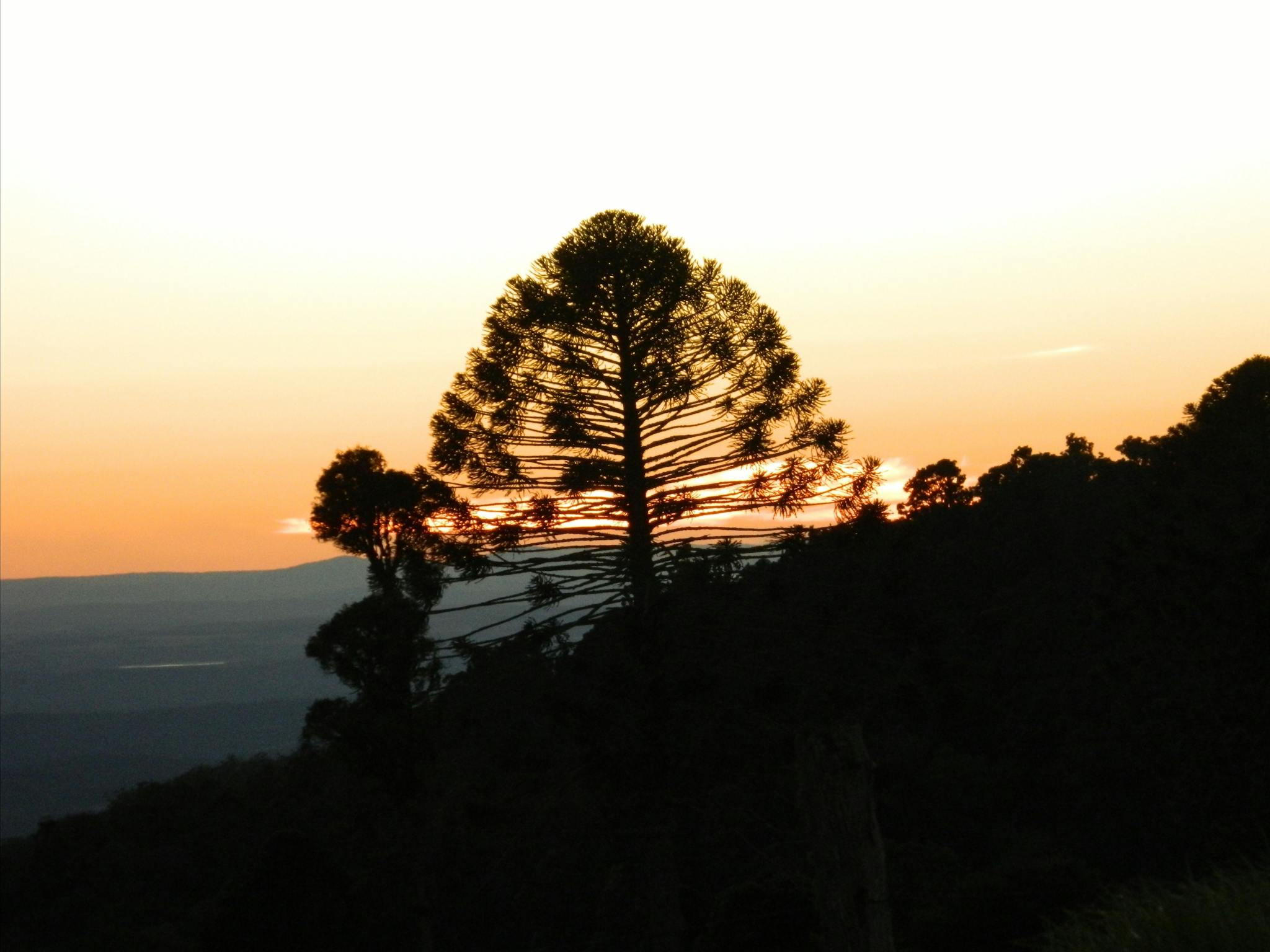 are dogs allowed at bunya mountains