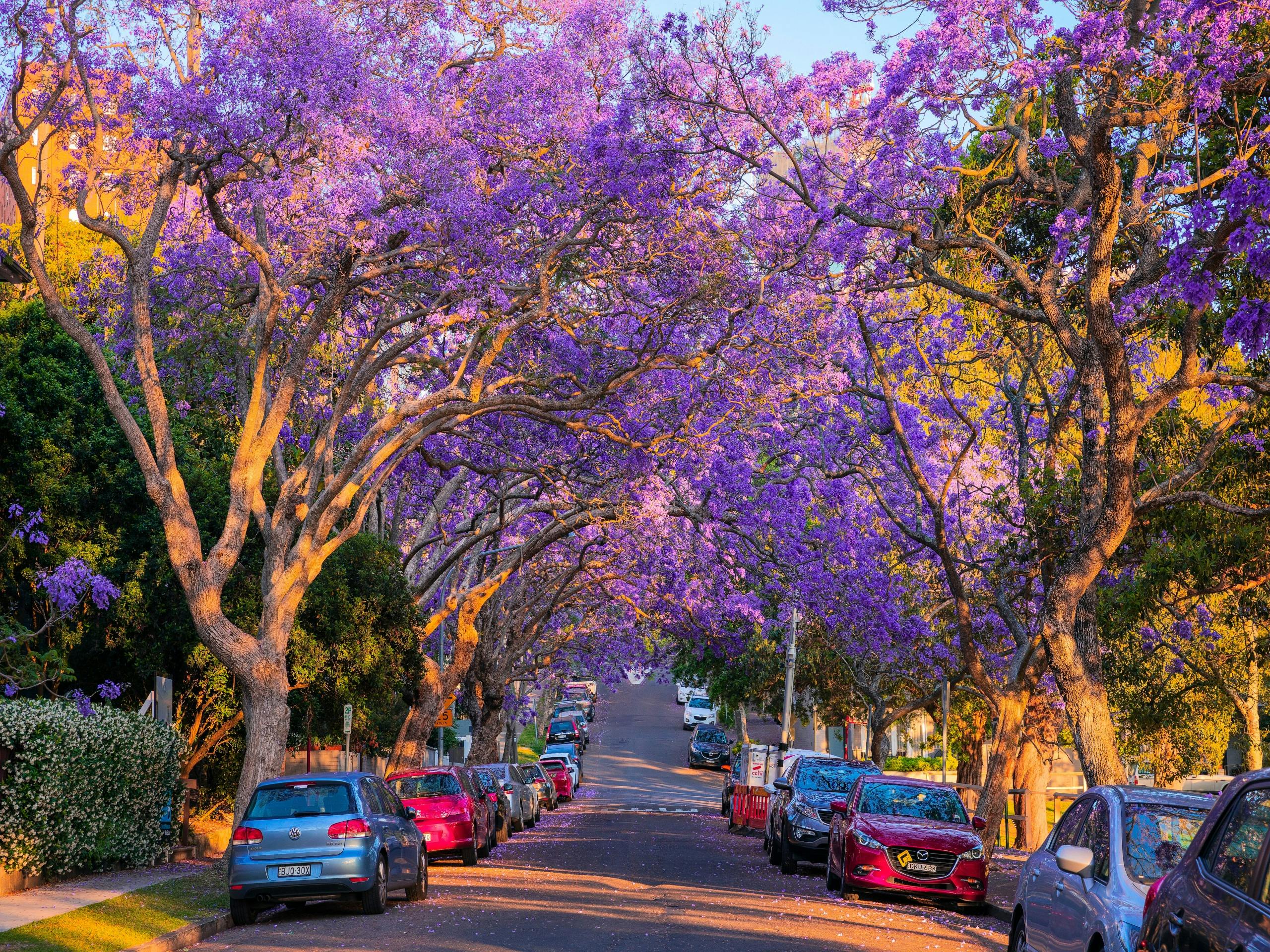 McDougall Street, Kirribilli