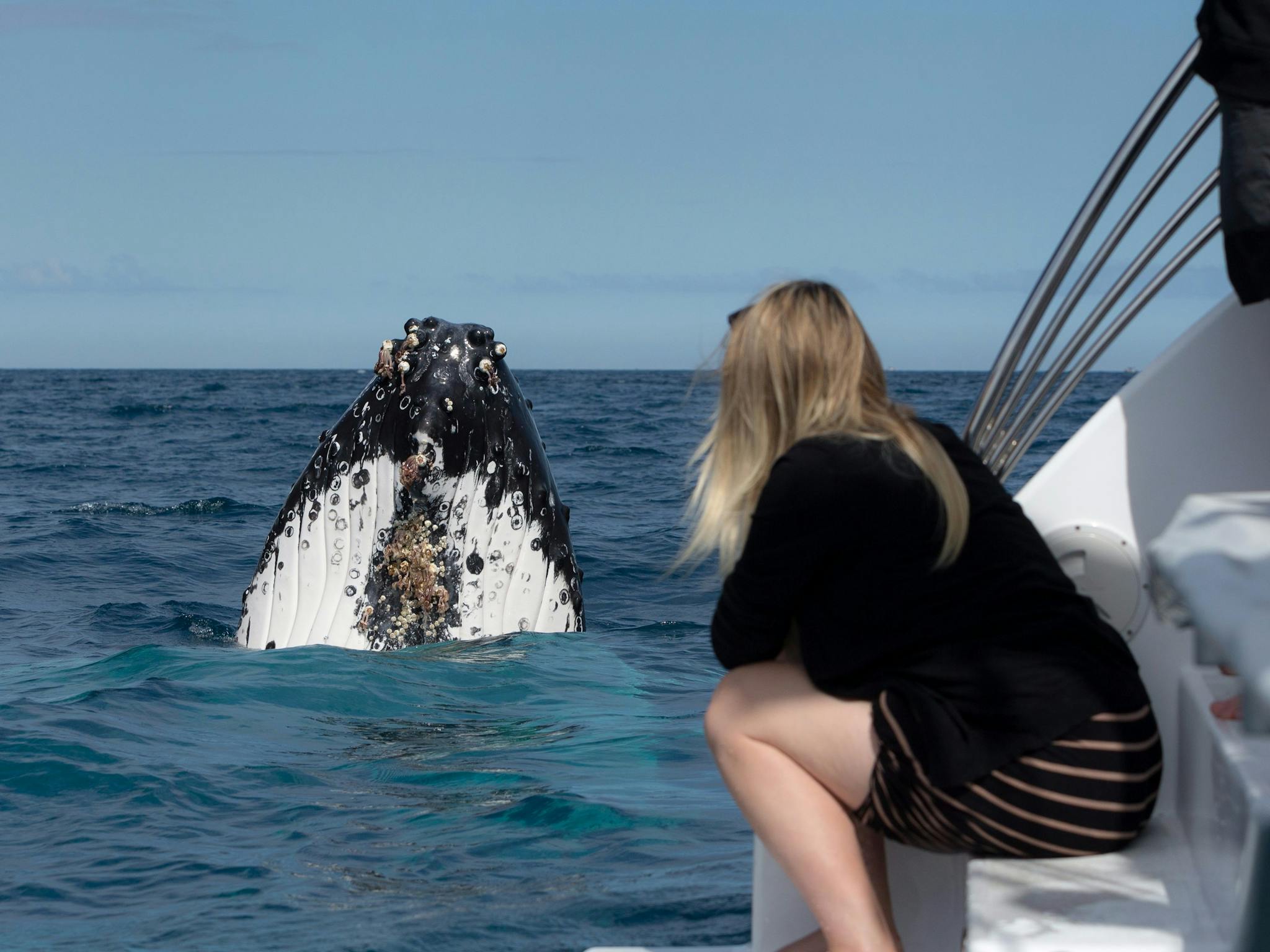 Hervey bay whales 2