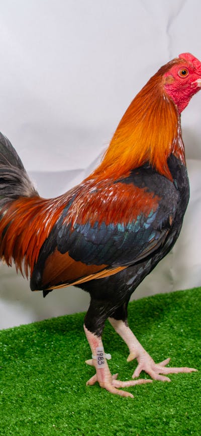 Champion bird - Royal Canberra Poultry Show
