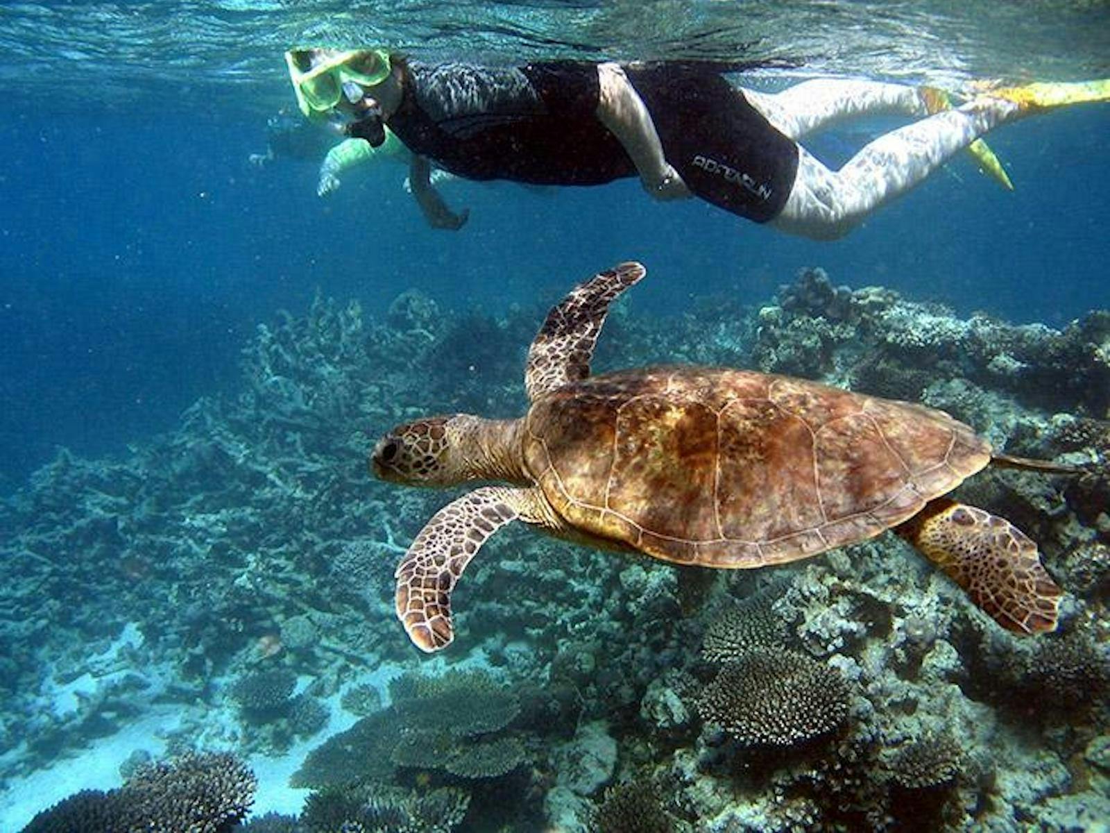 Coral Bay Turtle