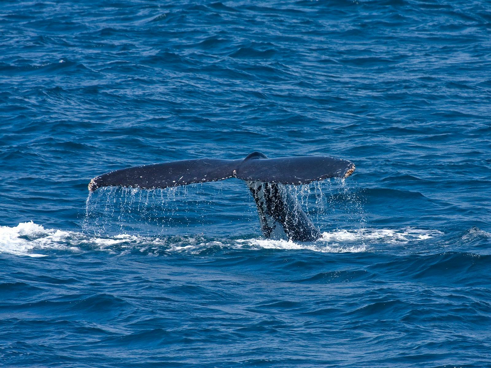 North Stradbroke Island Tour