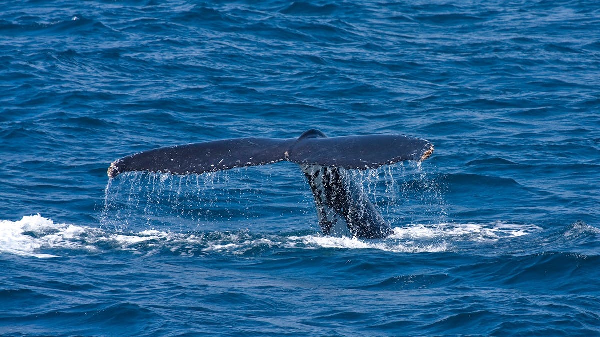 Humpback Whale season from June till October on North Stradbroke Island private Tour