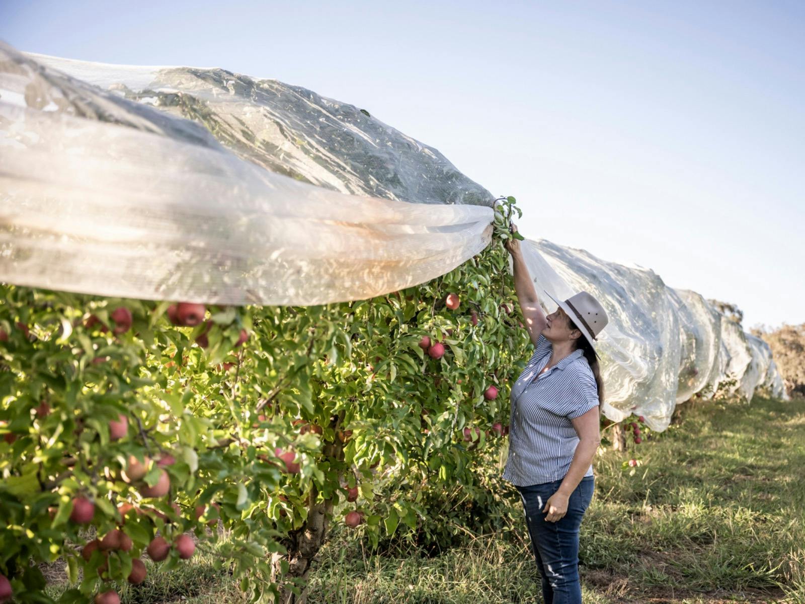 Hillside Harvest, Orchard