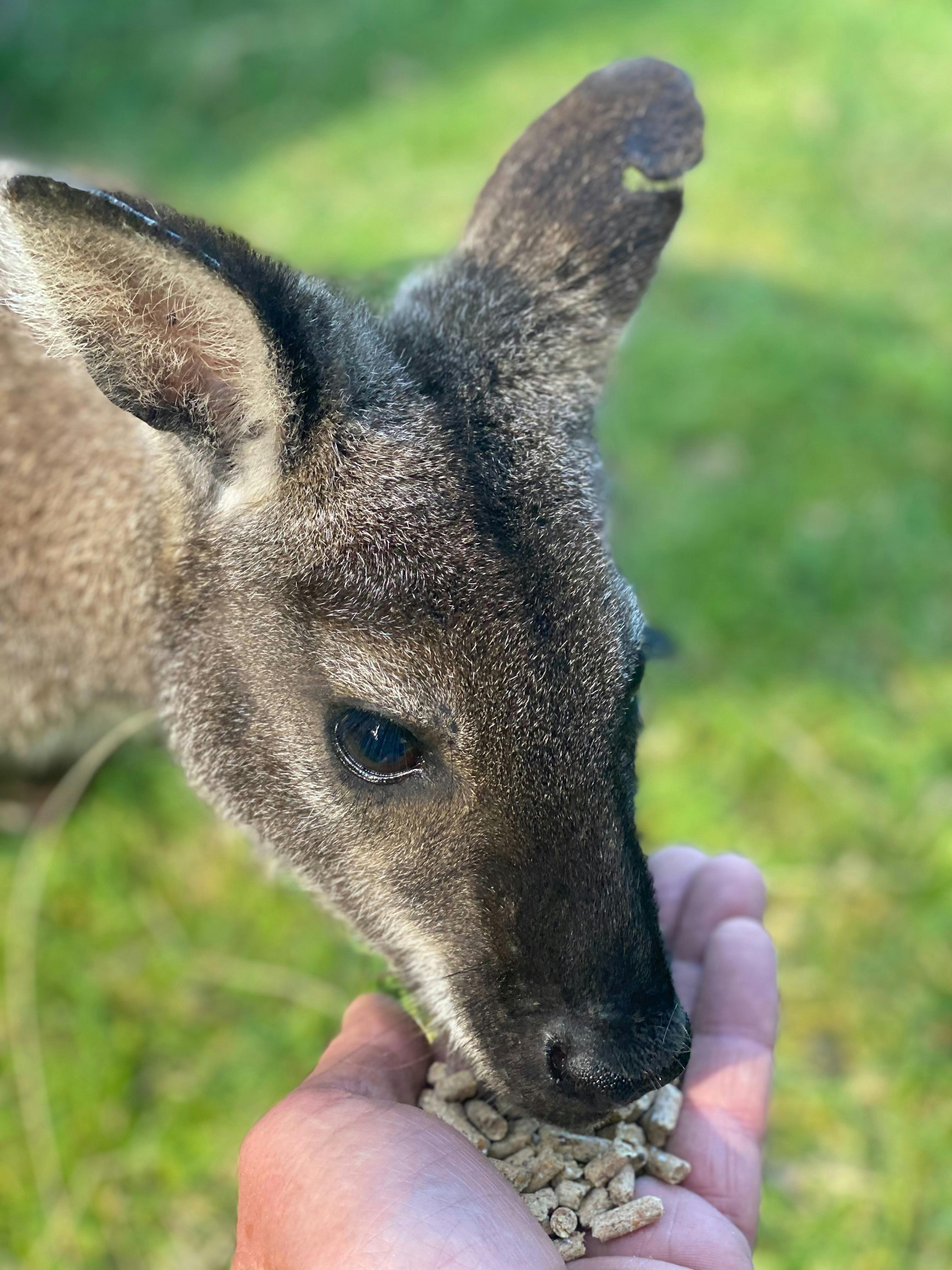 Hand Feeding