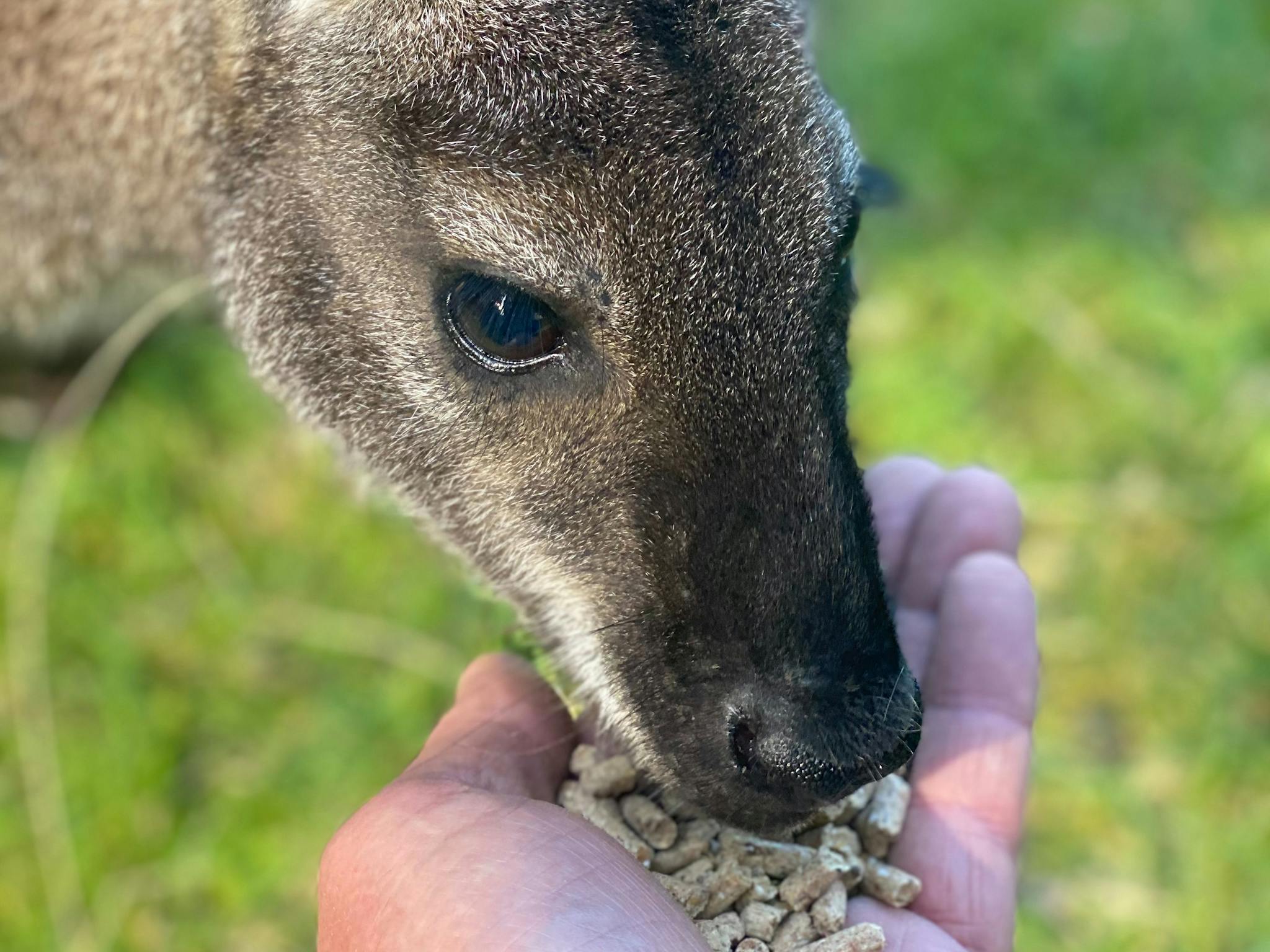 Hand Feeding