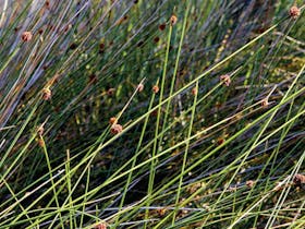 Fort Tomaree walk