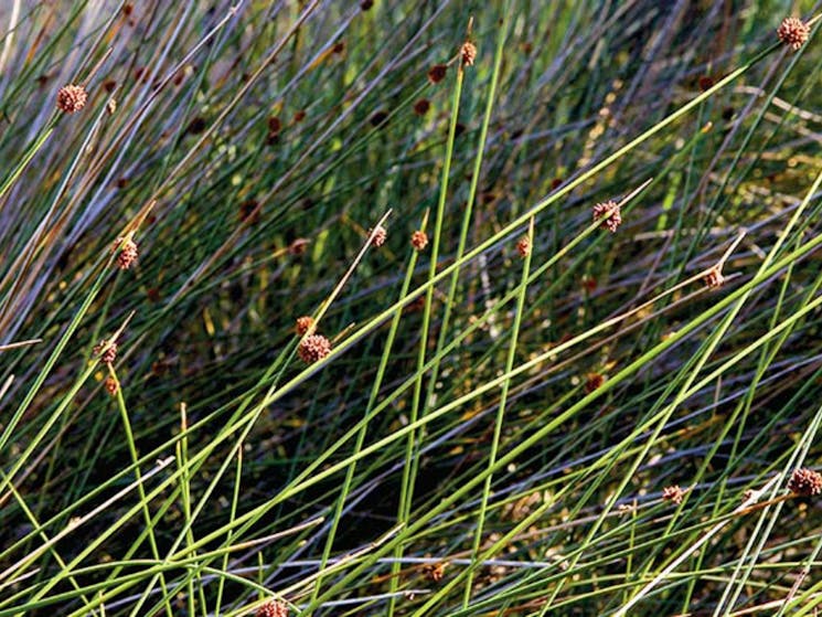 Fort Tomaree walk