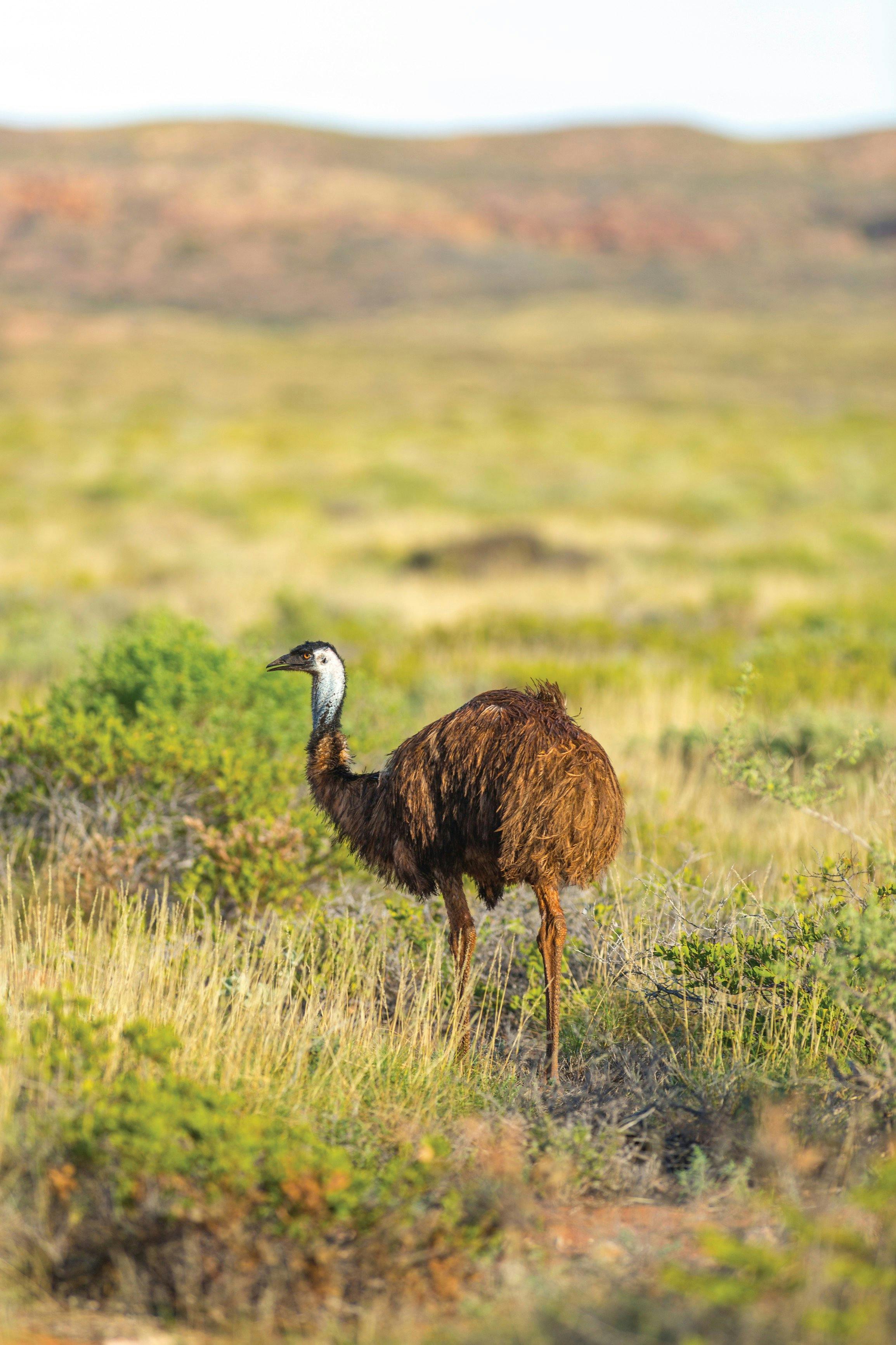 Coral Coast Wildlife, Cape Range National Park, Western Australia