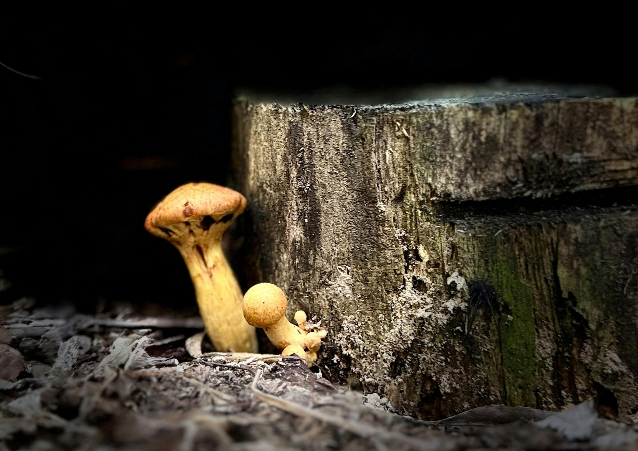 Fungi Foray with Jamie and Danja Derkenne - Fungi Feastival