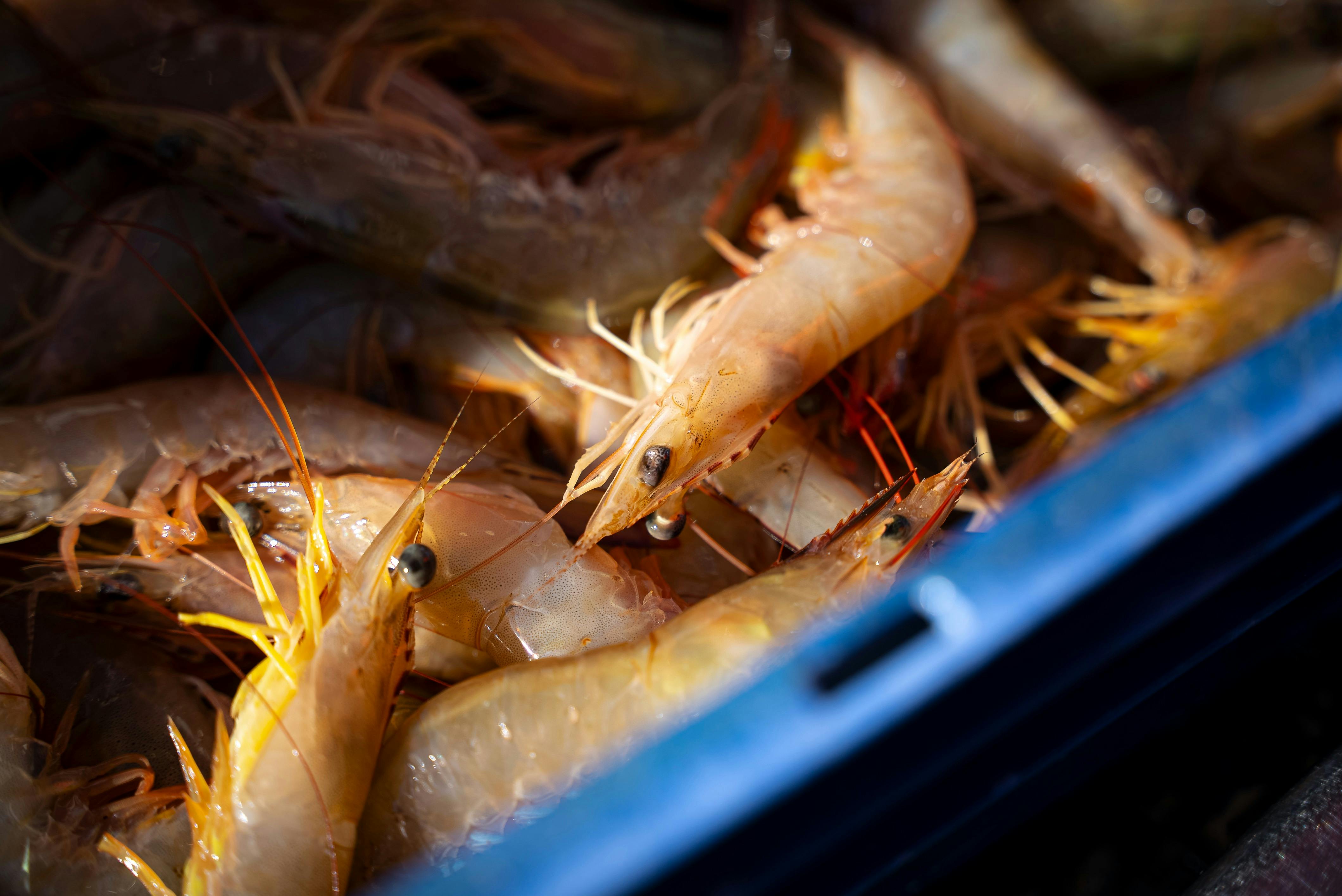 A basket of Exmouth wild caught prawns
