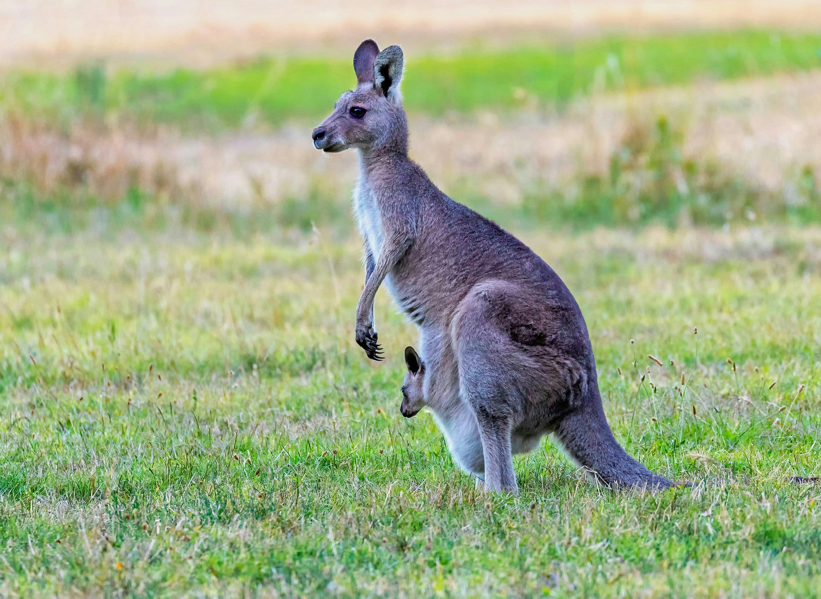 Picture of a kangaroo on a green lawn with a joey in its pouch