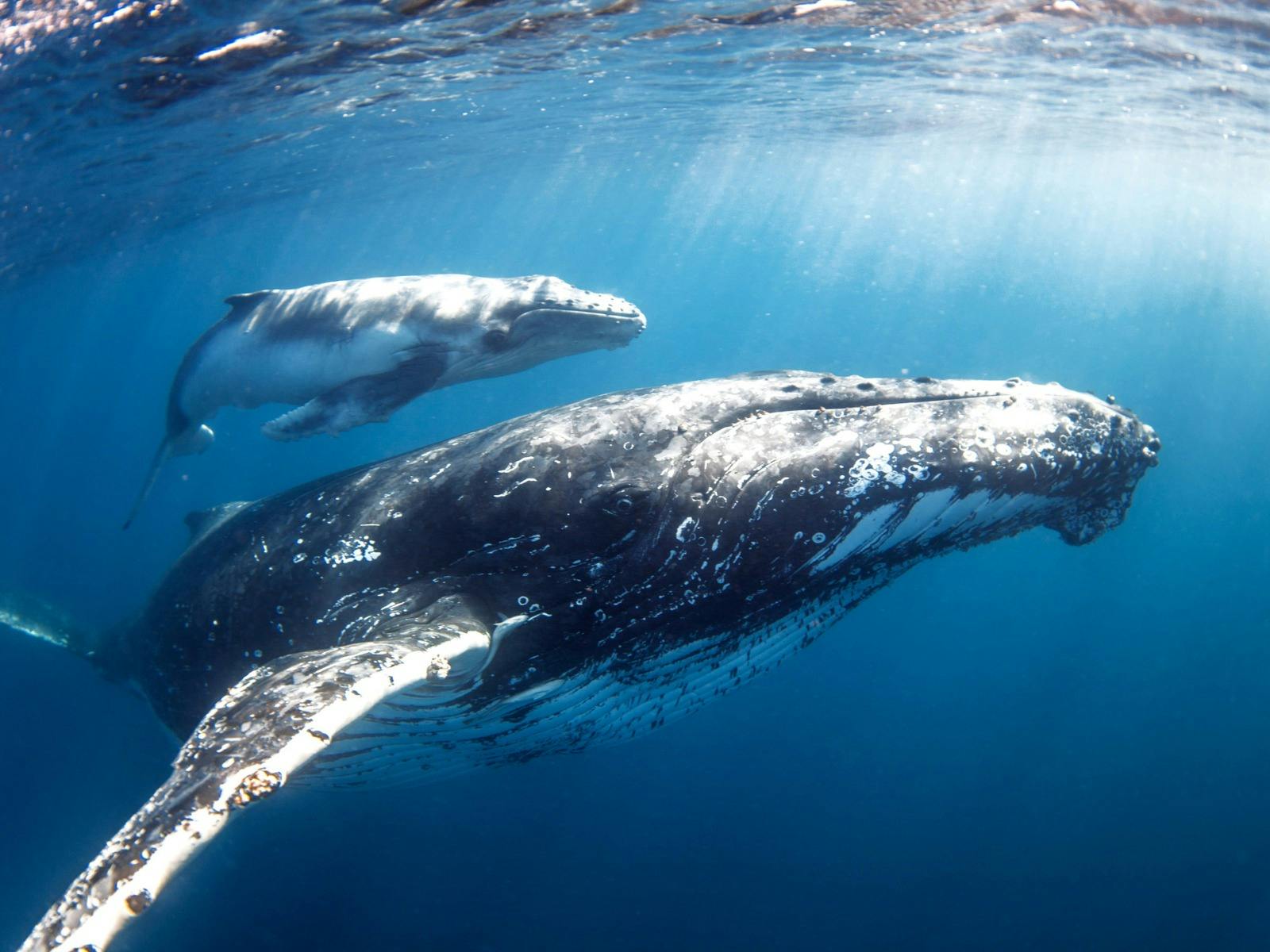 Humpback Whale mother and calf