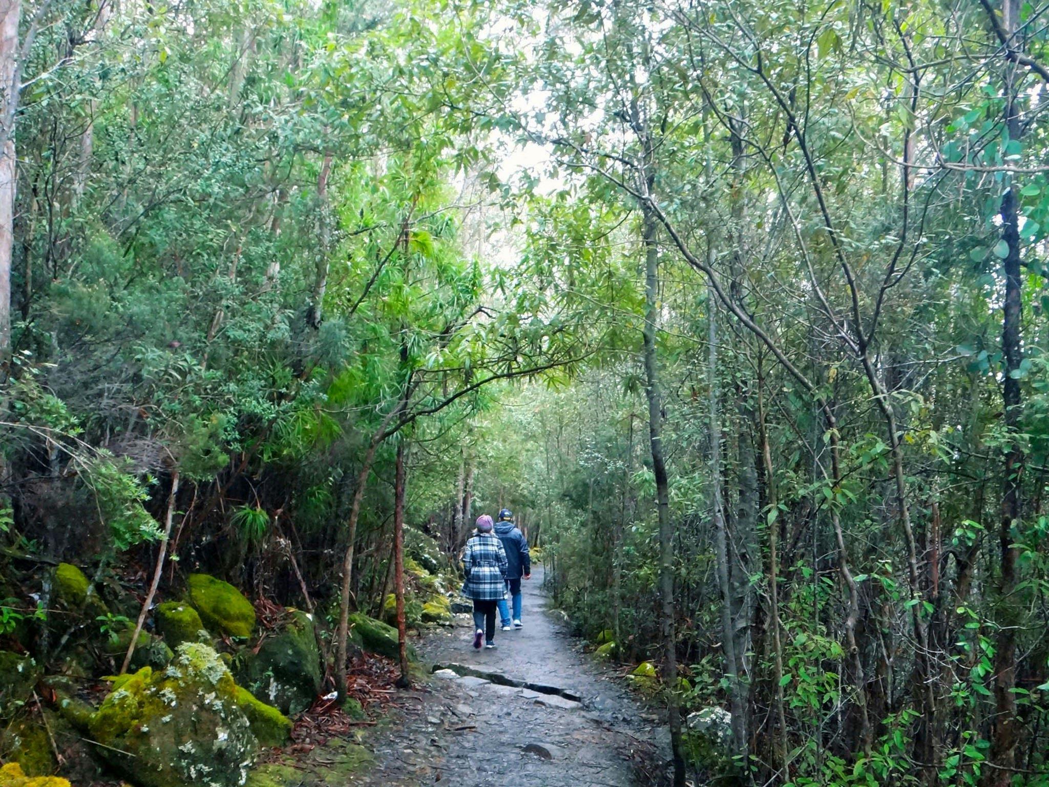A couple bushwalking through the trees.