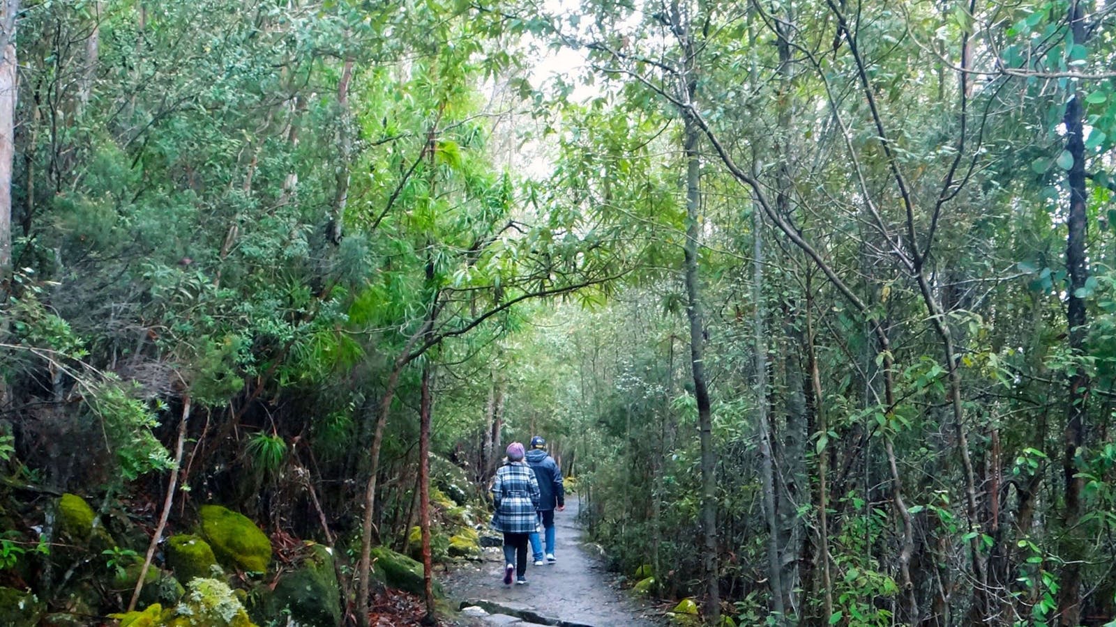 Bushwalking tracks on kunanyi/Mt Wellington for all ages and abilities.