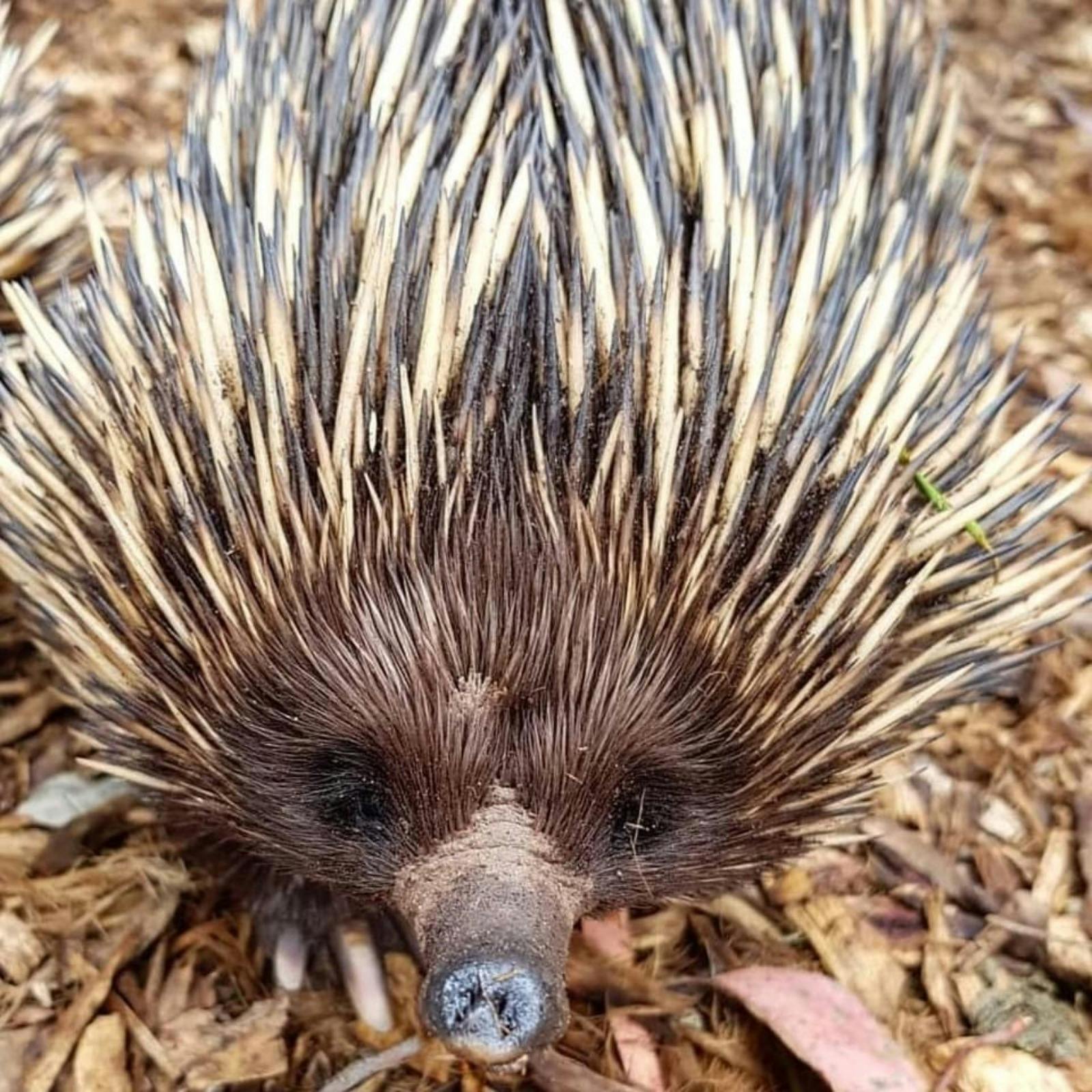 Echidna Encounter