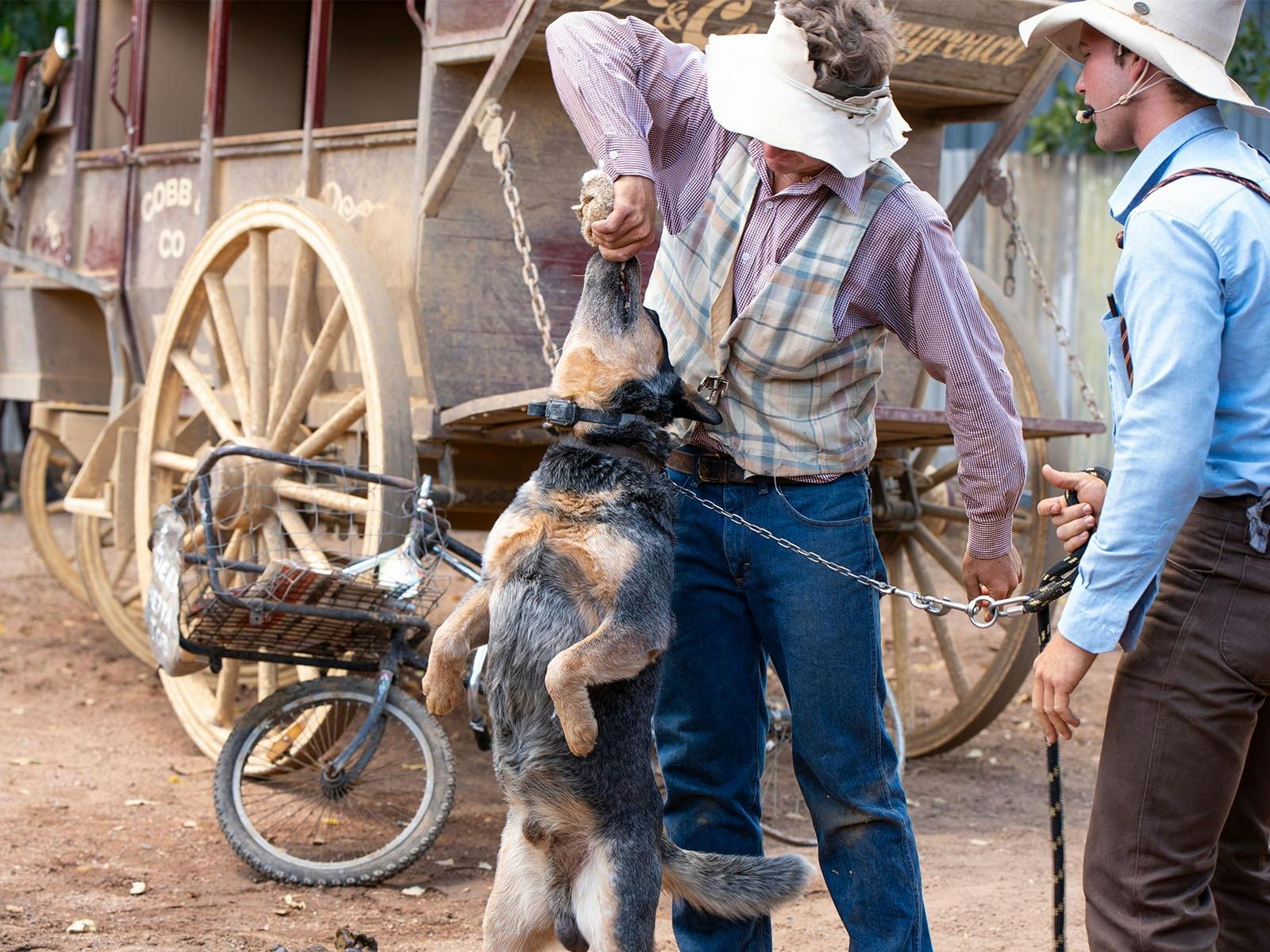 Stockman playing tug of war with a blue heeler dog. Cobb and Co Stagecoach parked in the background