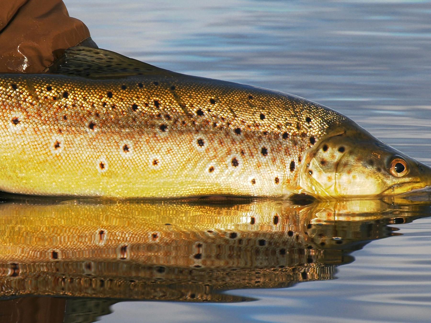 Wild Tassie trout