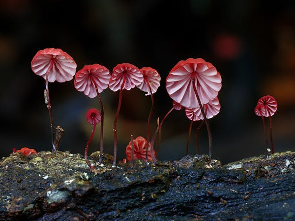 Fungi Feastival - Tilba
