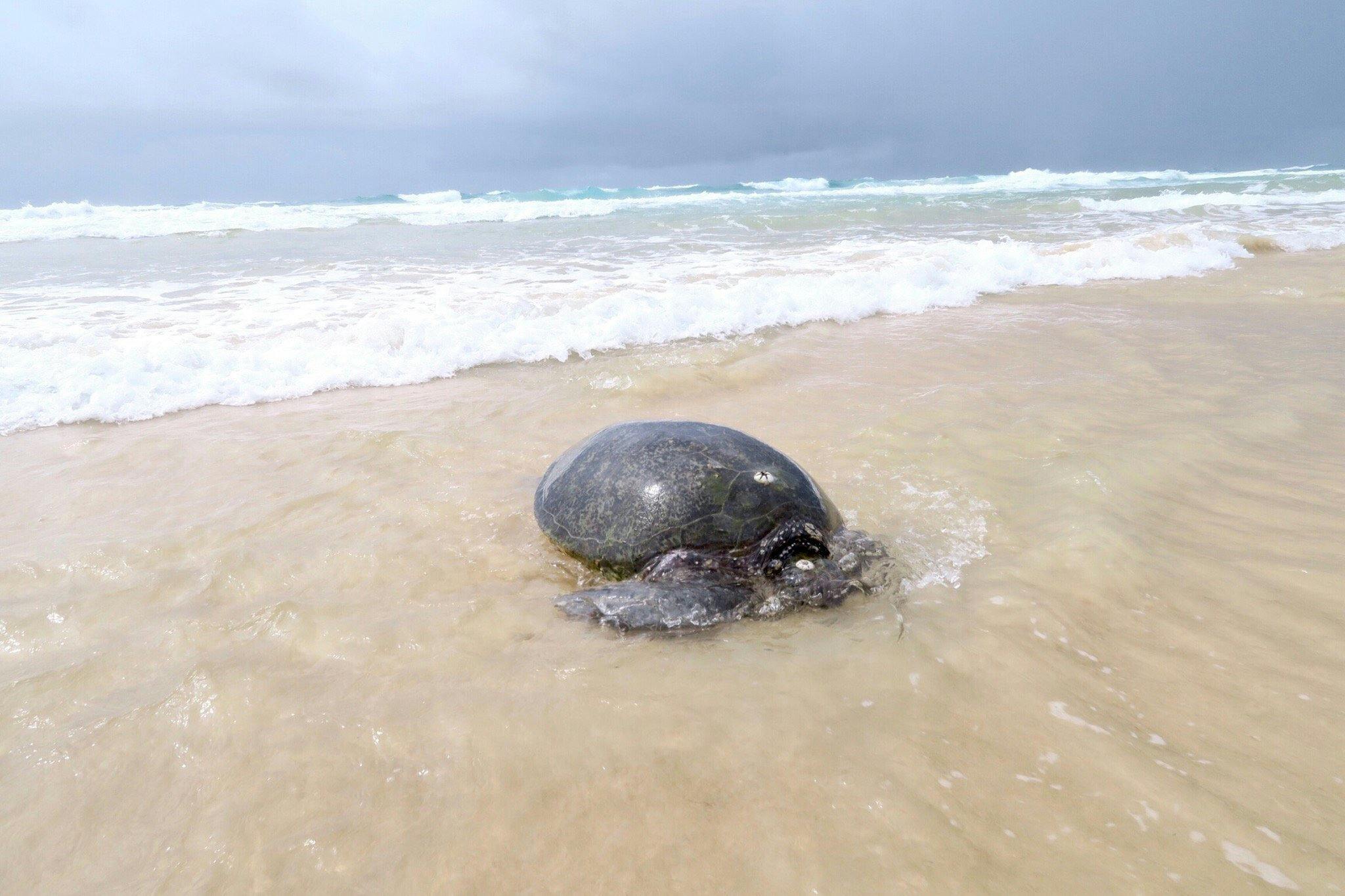 1 Day Moreton Island Adventure Tour