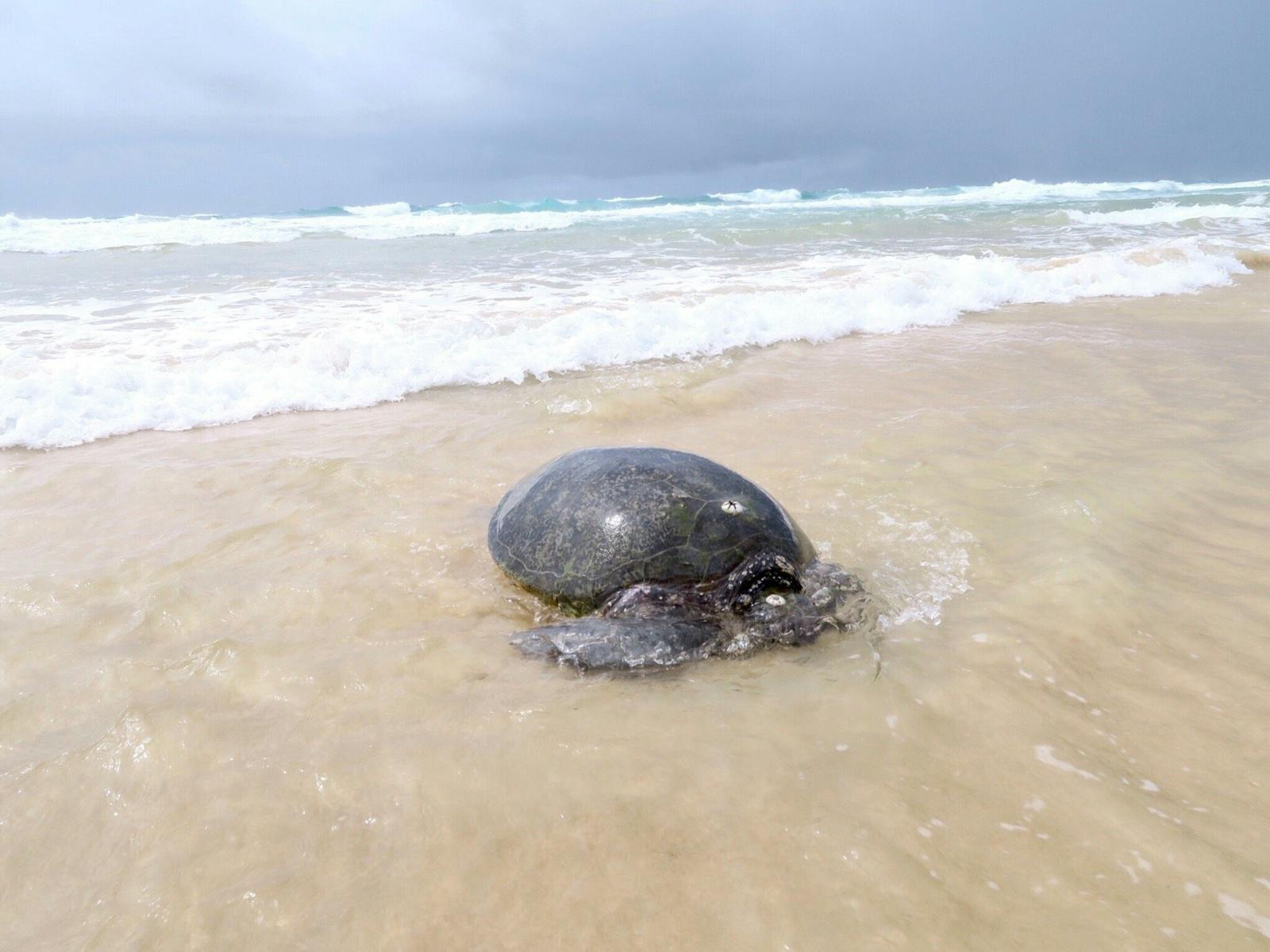 Turtle pic Moreton Turtle pic Moreton