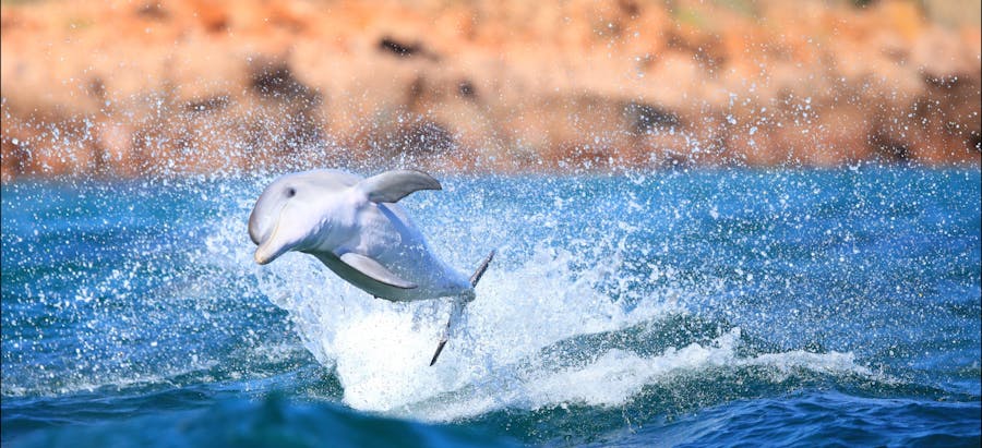 The Island Explorer Tour KIMT02 wild dolphin swim