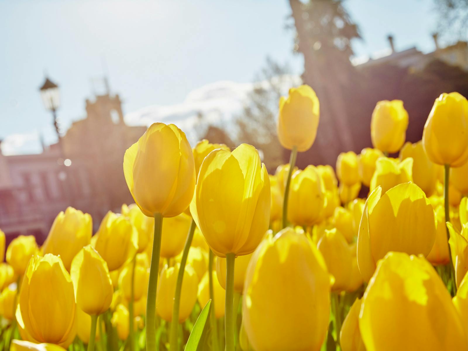 Conservatory Garden