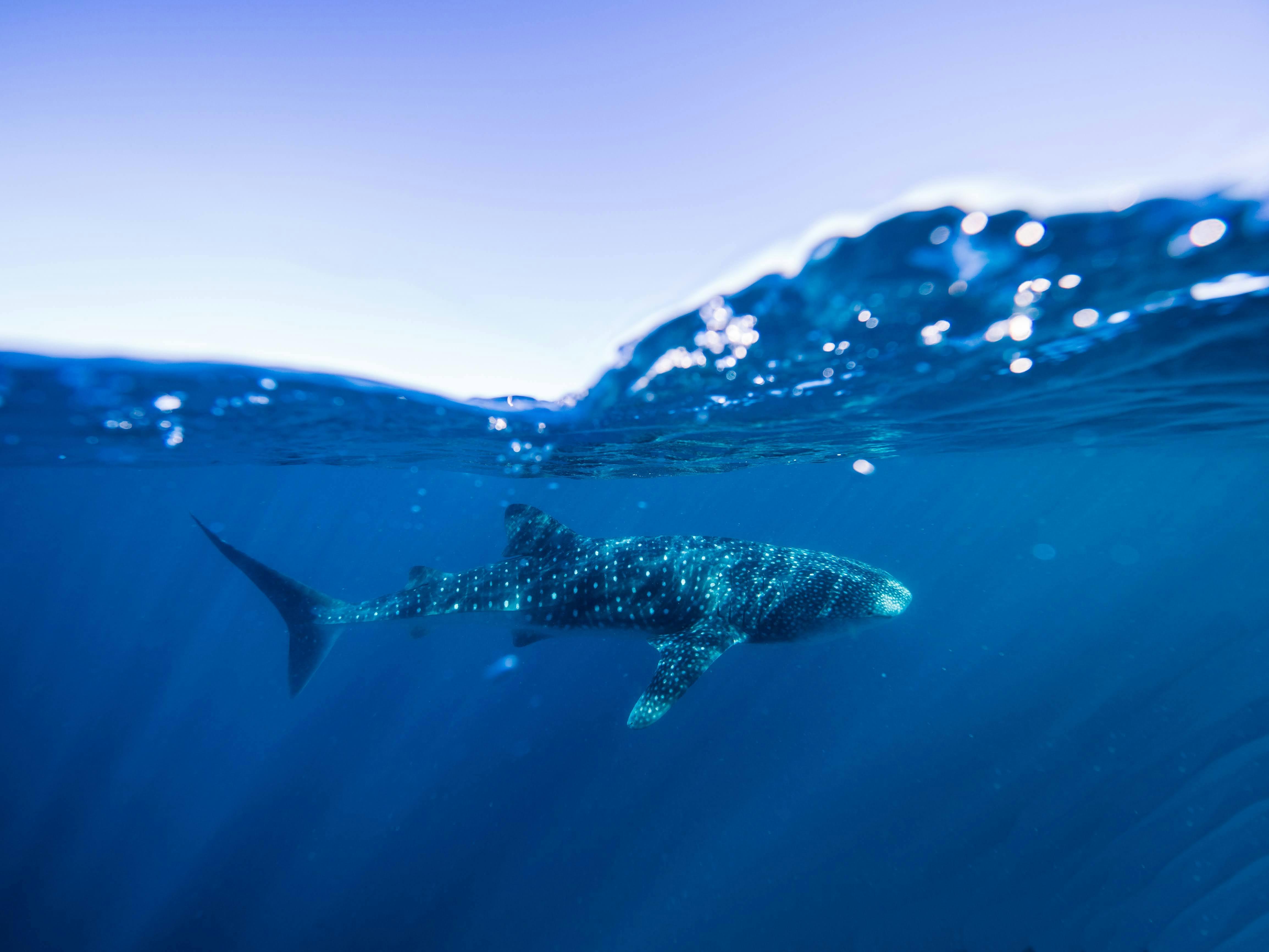 Whaleshark