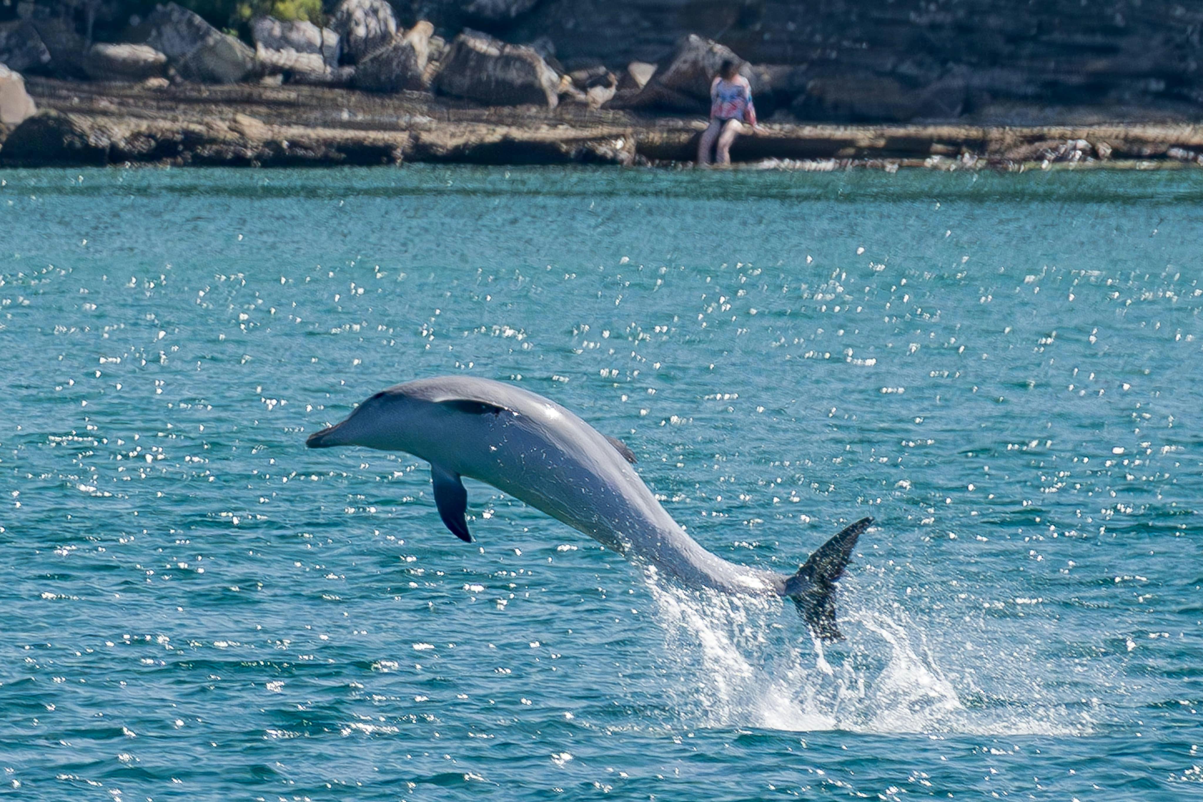 Jumping Dolphin Twofold Bay Eden
