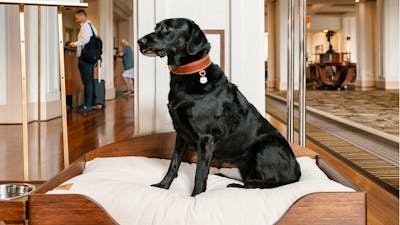 Hyatt Hotel Canberra Pixel