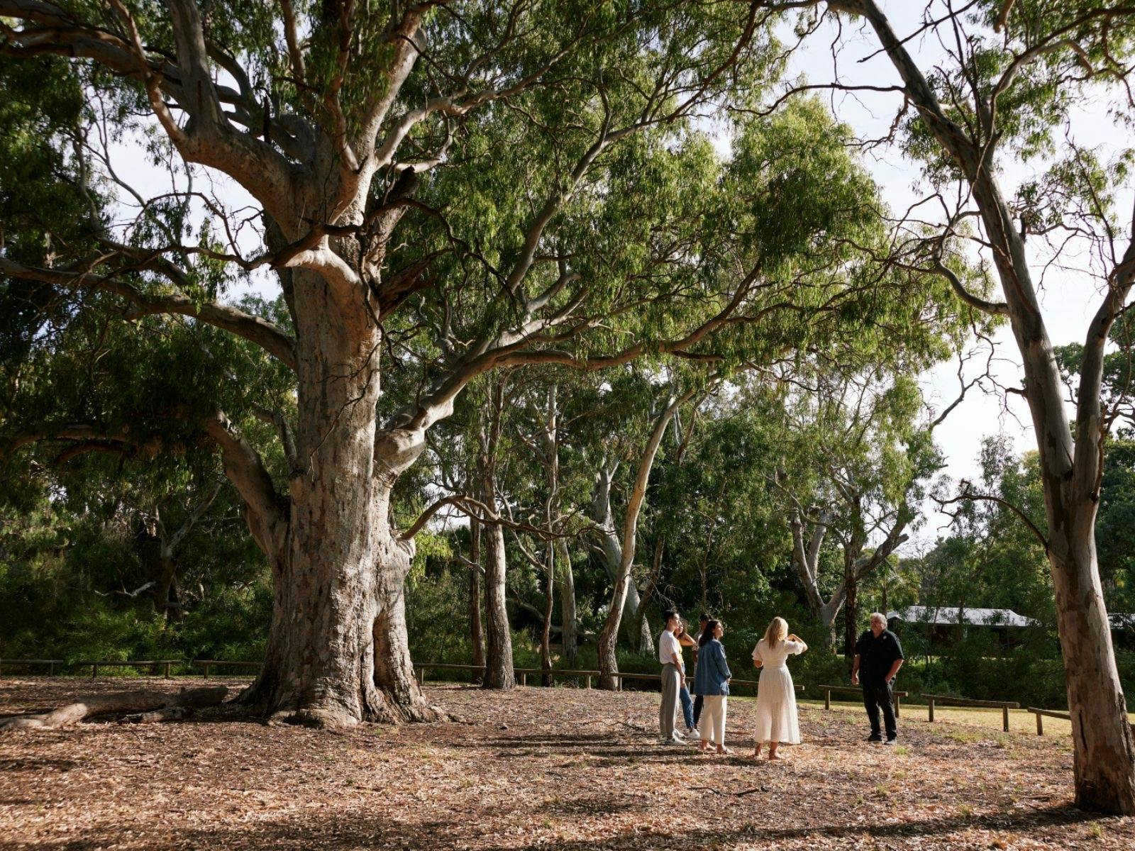 Customers standing next to ancient gum tree