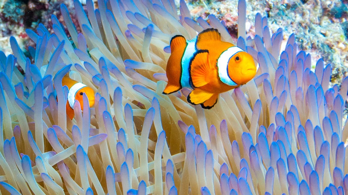 True Nemo anemone fish True Nemo anemone fish
