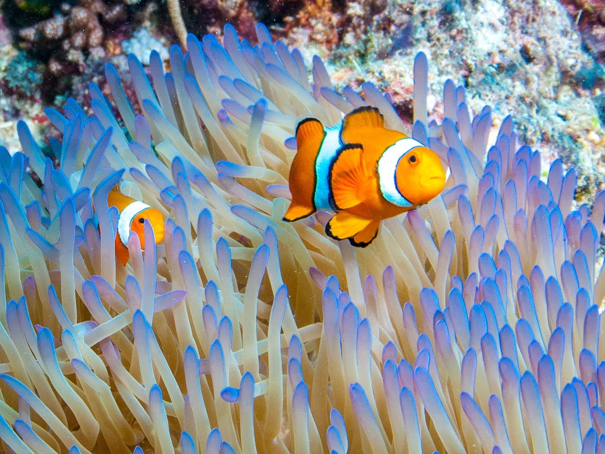 True Nemo anemone fish