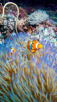 True Nemo anemone fish