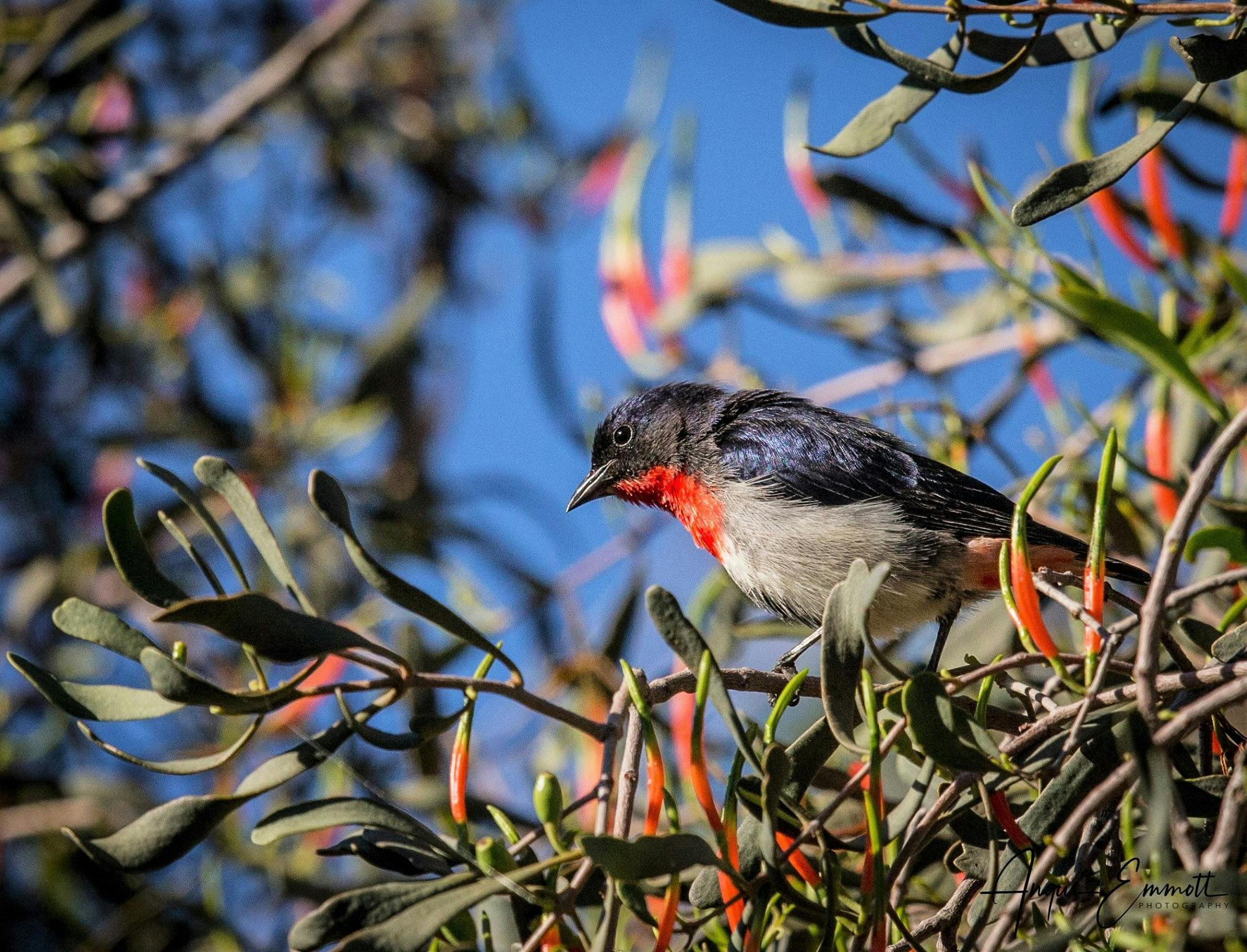 Mistletoe Bird in a Mistletoe Bush