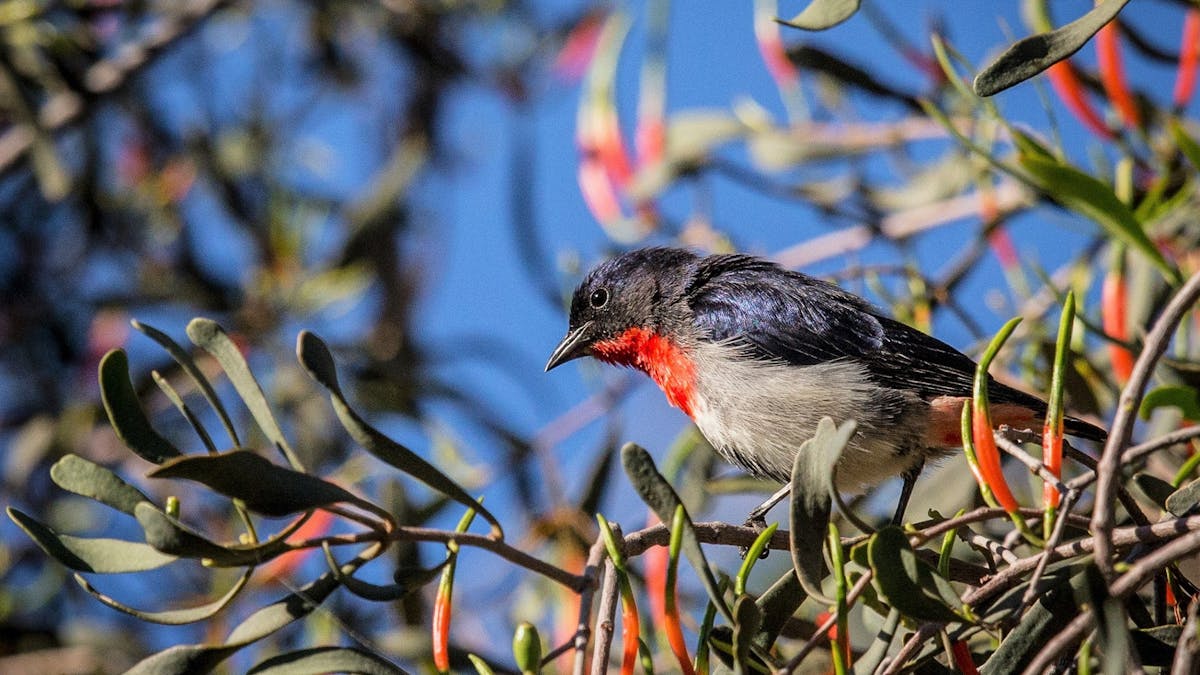 Mistletoe Bird in a Mistletoe Bush